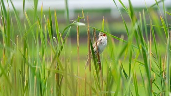 Oriental Reed Warbler 平塚田んぼ Fri, 6/12/2020