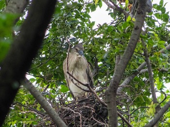 Black-crowned Night Heron 神奈川県 Mon, 6/15/2020