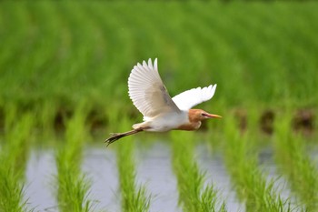 アマサギ 社家 田んぼ 2015年6月23日(火)