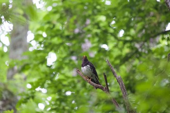 クロツグミ 長野県（南信） 2020年6月23日(火)