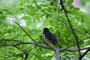 クロツグミ 長野県（南信） 2020年6月1日(月)