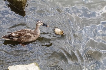 カルガモ 舎人公園 2016年4月30日(土)