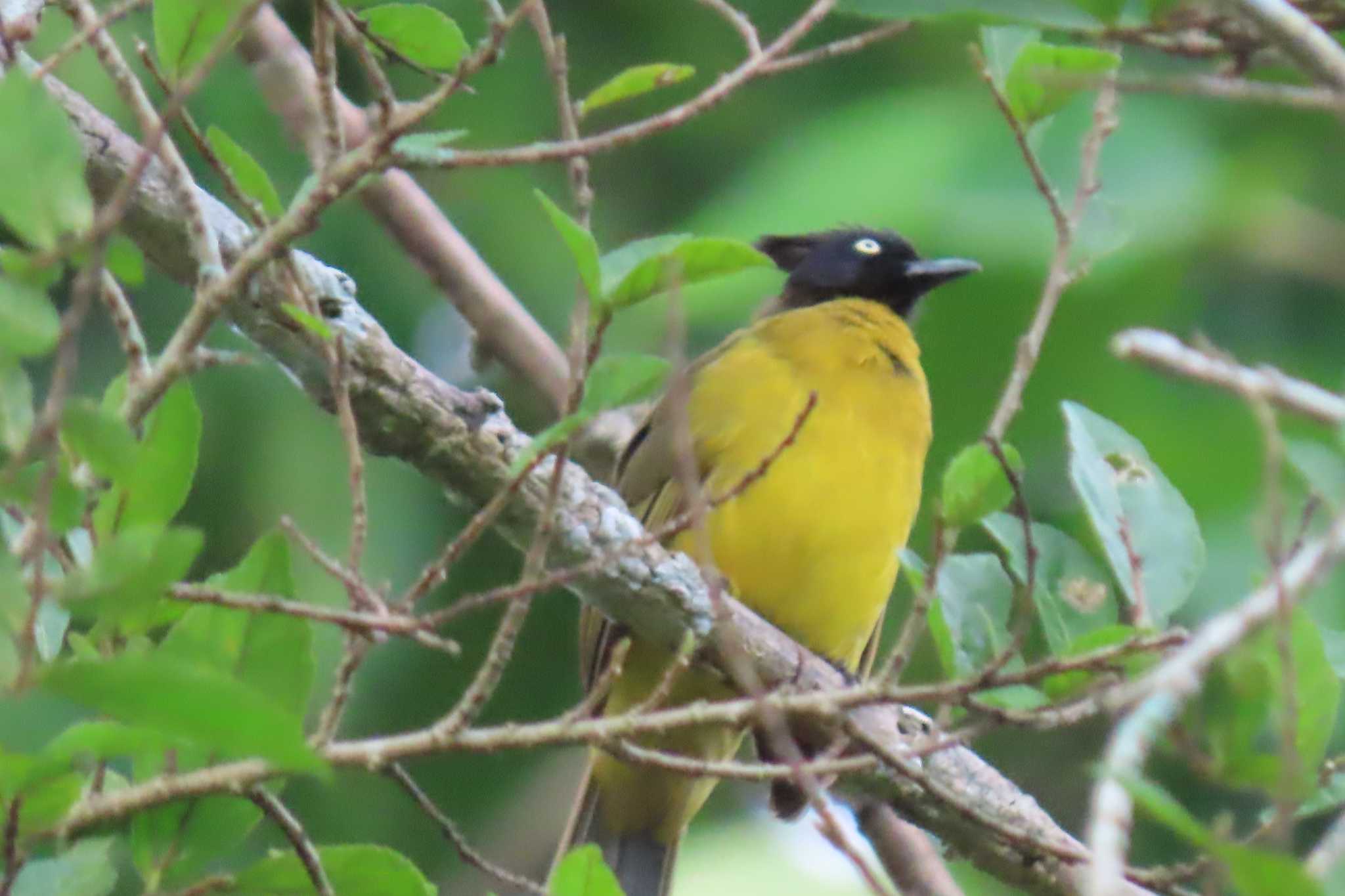 Photo of Black-crested Bulbul at Khao Mai Keao Reservation Park by span265