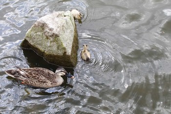 カルガモ 舎人公園 2016年4月30日(土)