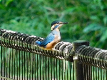 Common Kingfisher 錫杖湖 Tue, 6/23/2020