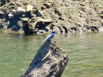 Crested Kingfisher Unknown Spots Tue, 6/23/2020