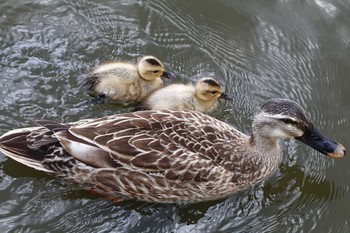 カルガモ 舎人公園 2016年4月30日(土)