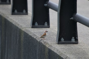 スズメ 壮瞥川 2020年6月23日(火)