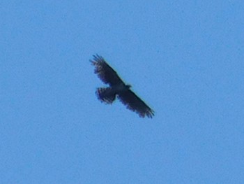 Mountain Hawk-Eagle Unknown Spots Tue, 6/23/2020