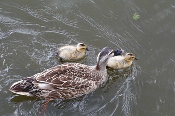 カルガモ 舎人公園 2016年4月30日(土)