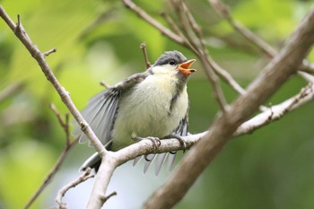 シジュウカラ 北海道 函館市 見晴公園 2020年6月23日(火)