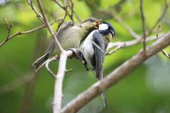 シジュウカラ 北海道 函館市 見晴公園 2020年6月23日(火)