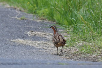 Chinese Bamboo Partridge Tonegawa Kojurin Park Sun, 6/21/2020