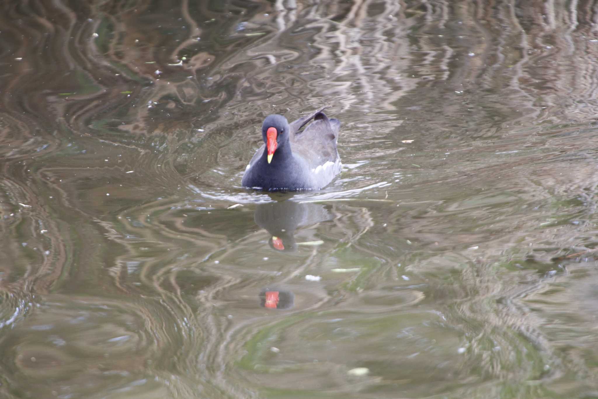 舎人公園 バンの写真