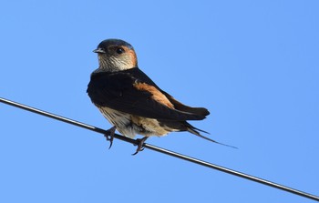 Red-rumped Swallow 香川県 Tue, 6/23/2020