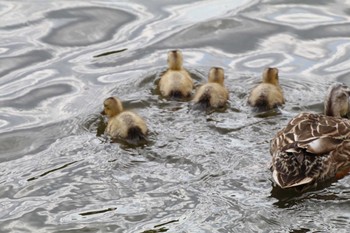 カルガモ 舎人公園 2016年4月30日(土)