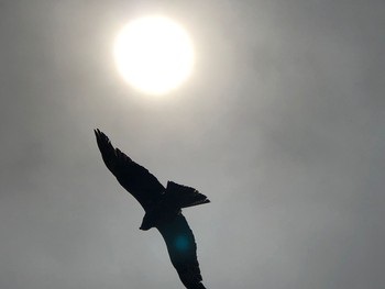 Black Kite 京都市左京区大文字山 Sun, 6/21/2020