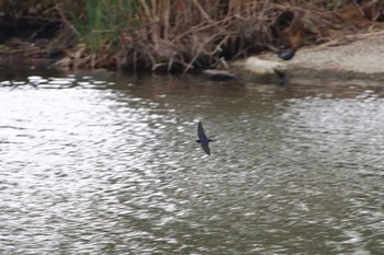 ツバメ 舎人公園 2016年4月30日(土)