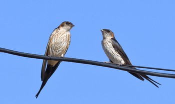 Red-rumped Swallow 香川県 Tue, 6/23/2020