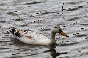 未同定 舎人公園 2016年4月30日(土)