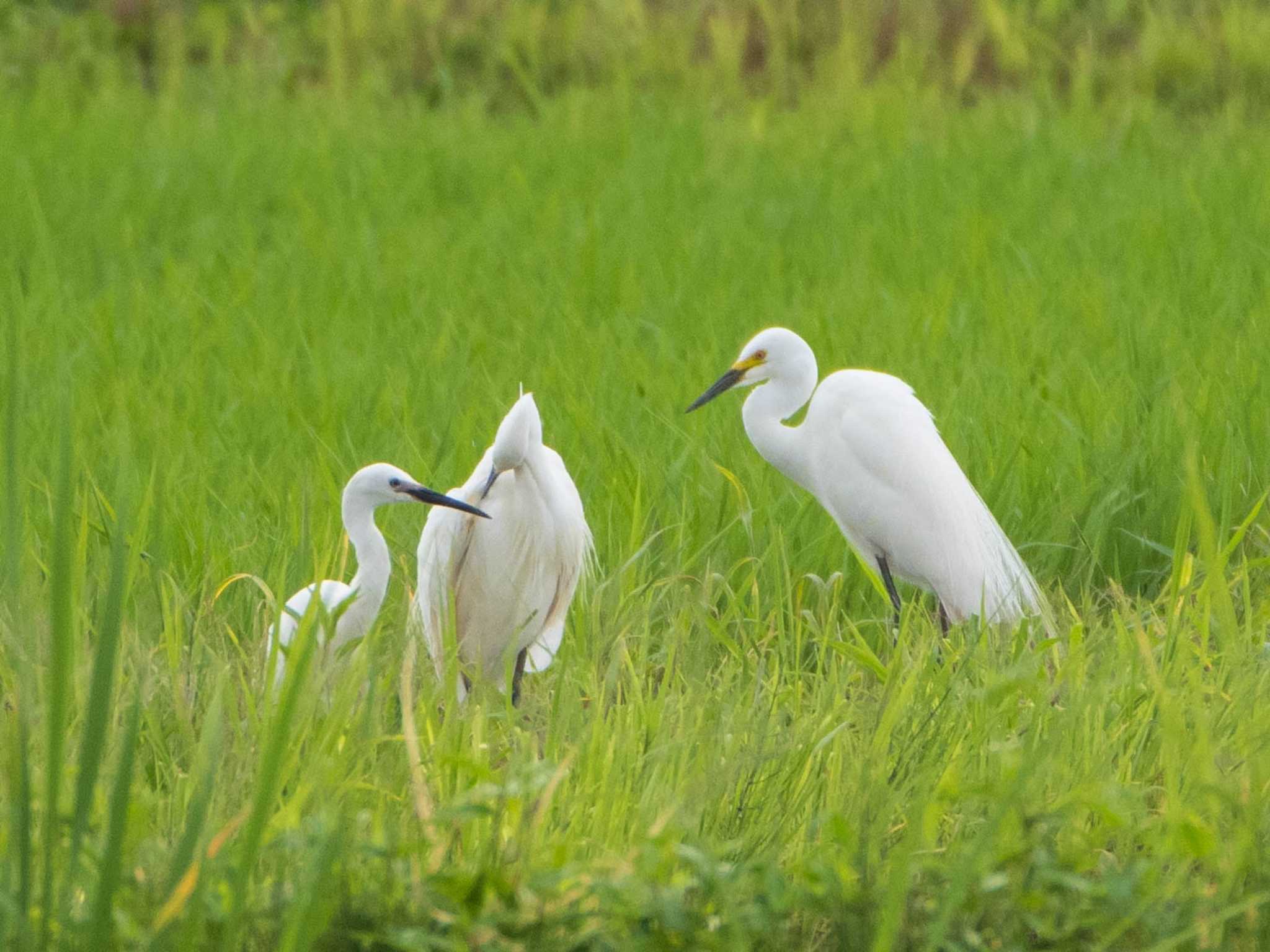 チュウサギ