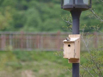 Eurasian Tree Sparrow 県立宝塚西谷の森公園 Fri, 4/29/2016