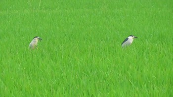 ゴイサギ 大久保農耕地 2020年6月20日(土)