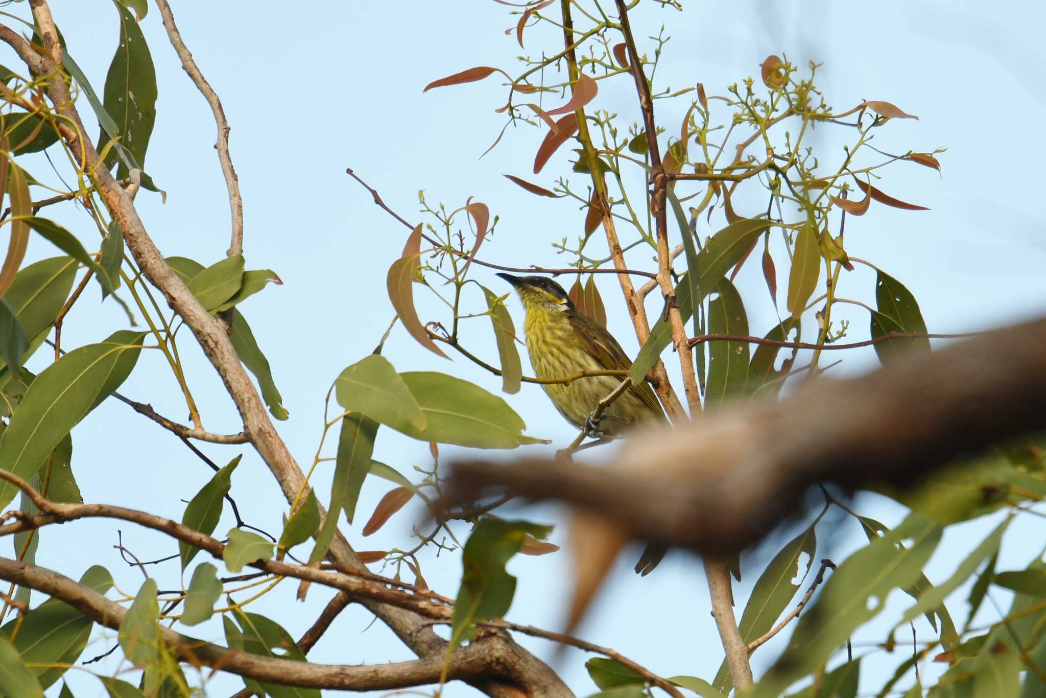 Photo of Varied Honeyeater at Iron Range National Park by あひる