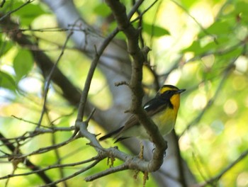 Narcissus Flycatcher 自宅前 Sun, 5/1/2016