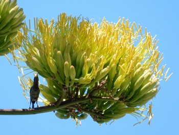 Palestine Sunbird