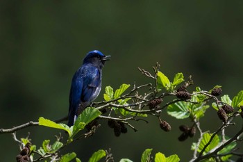 Blue-and-white Flycatcher 丹沢 Sat, 4/30/2016