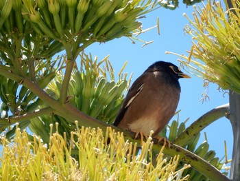 2020年6月24日(水) Tel Aviv, Israel の野鳥観察記録