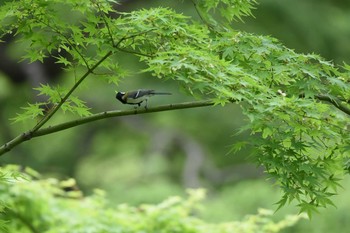 シジュウカラ 小石川後楽園 2015年5月12日(火)