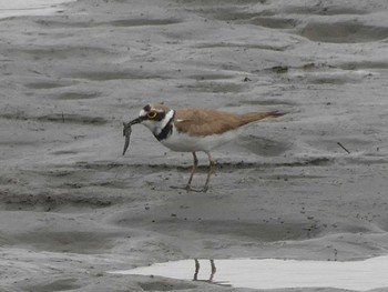 2020年6月24日(水) 川口市の野鳥観察記録