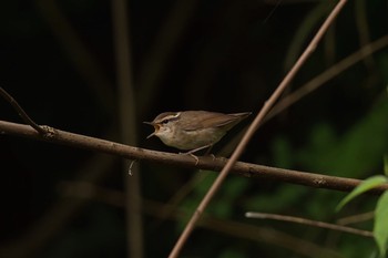 Asian Stubtail Hayatogawa Forest Road Mon, 5/2/2016