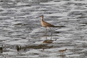 Sun, 5/1/2016 Birding report at Tokyo Port Wild Bird Park