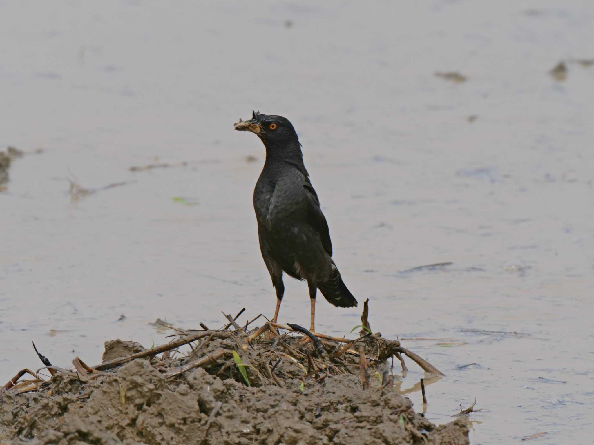 兵庫県稲美町 ハッカチョウの写真 by 禽好き