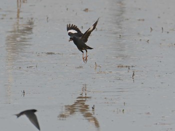 2020年6月21日(日) 兵庫県稲美町の野鳥観察記録