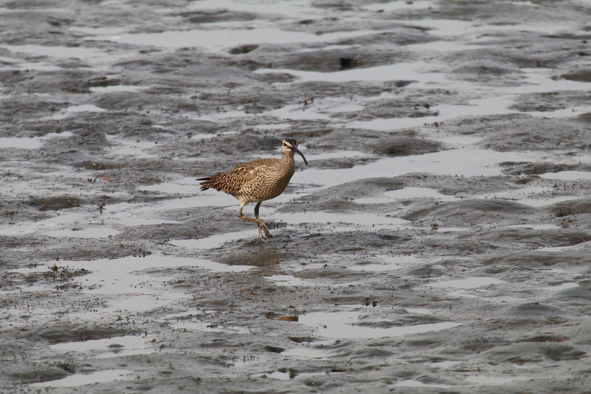 東京港野鳥公園 チュウシャクシギの写真