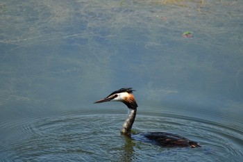 カンムリカイツブリ 場所が不明 2020年6月24日(水)