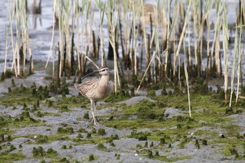 Eurasian Whimbrel Tokyo Port Wild Bird Park Sun, 5/1/2016