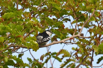 Varied Triller Iron Range National Park Thu, 10/17/2019