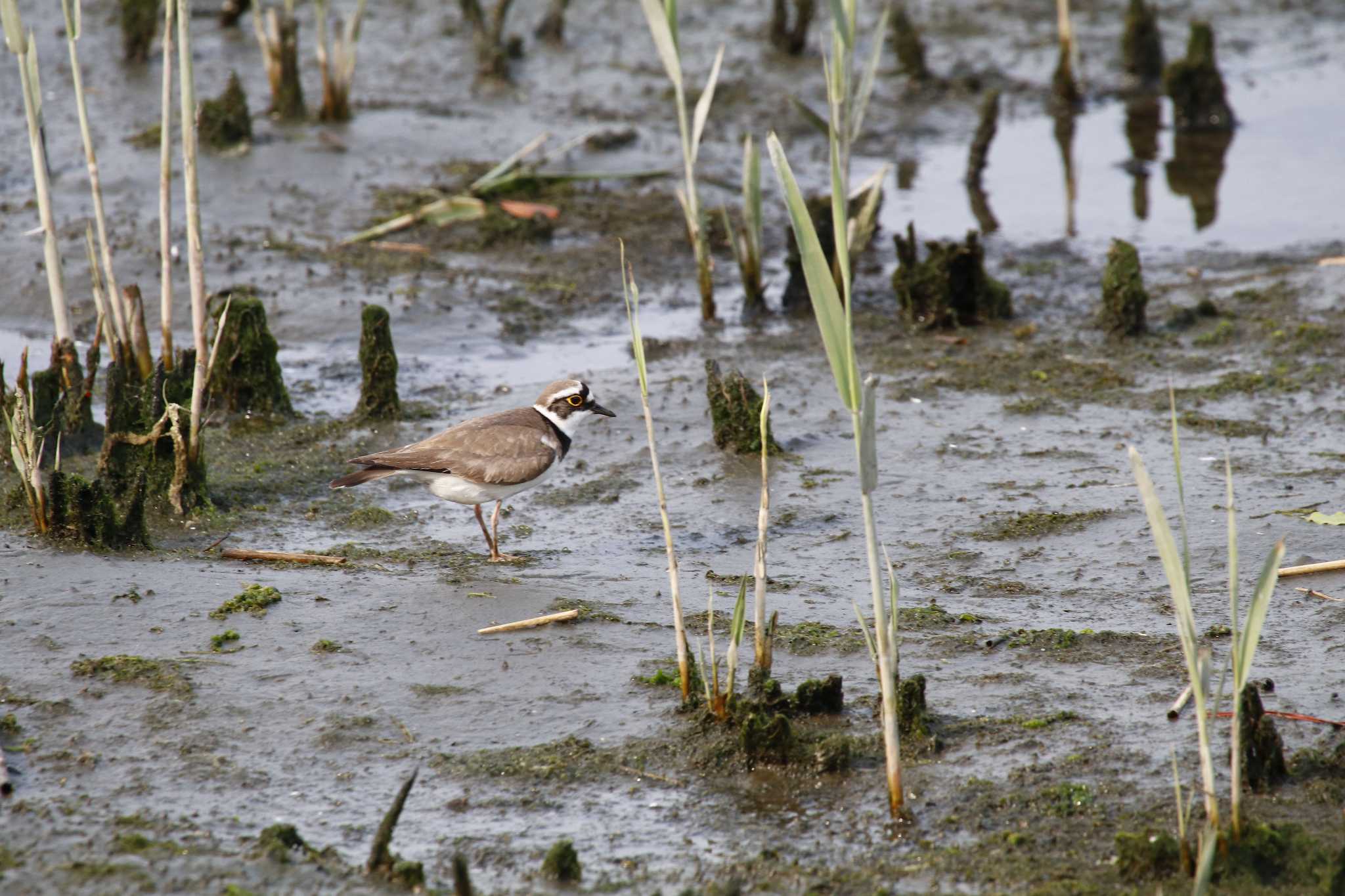 東京港野鳥公園 コチドリの写真