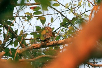 Asian Barred Owlet Angkor Wat Mon, 2/24/2020