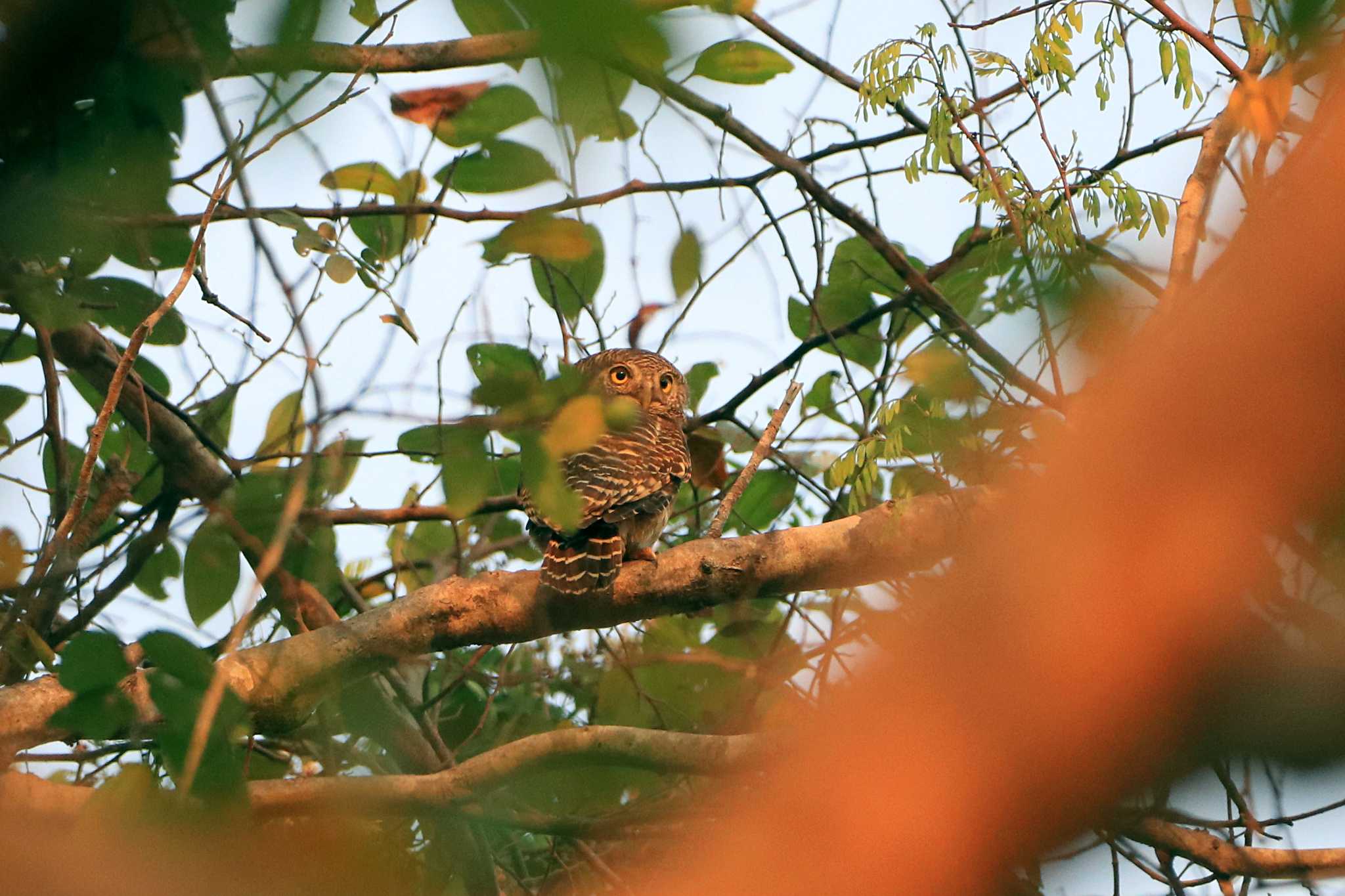 Photo of Asian Barred Owlet at Angkor Wat by とみやん