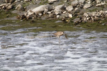 チュウシャクシギ 東京港野鳥公園 2016年5月1日(日)