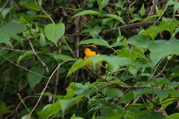 Narcissus Flycatcher Hayatogawa Forest Road Mon, 5/2/2016