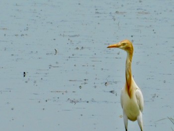 Eastern Cattle Egret 三重県鈴鹿市 Fri, 6/26/2020