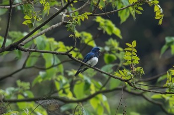 Blue-and-white Flycatcher Hayatogawa Forest Road Mon, 5/2/2016