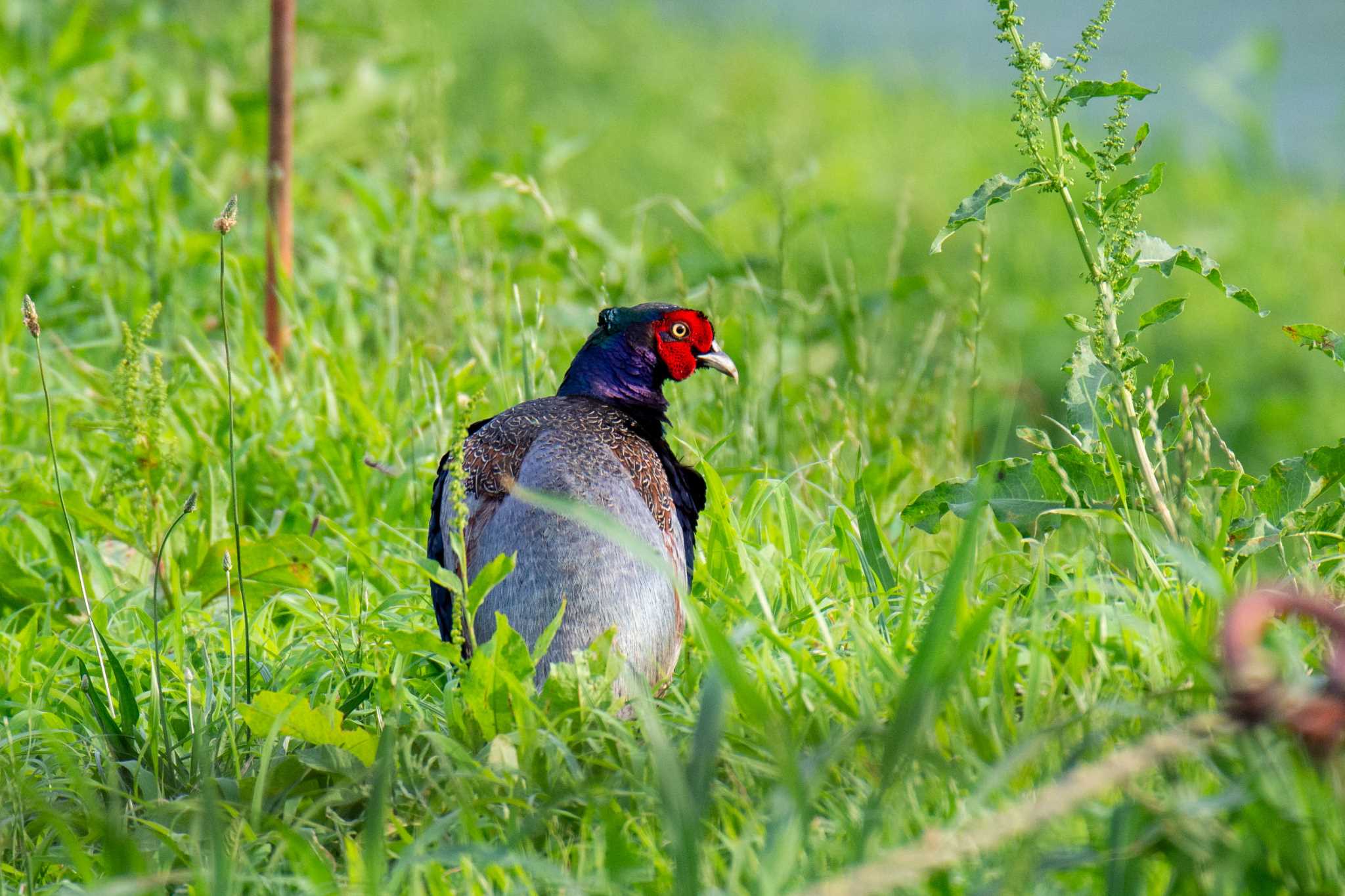 馬入ふれあい公園 キジの写真 by Tosh@Bird